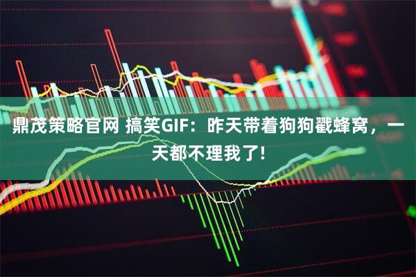 鼎茂策略官网 搞笑GIF：昨天带着狗狗戳蜂窝，一天都不理我了!