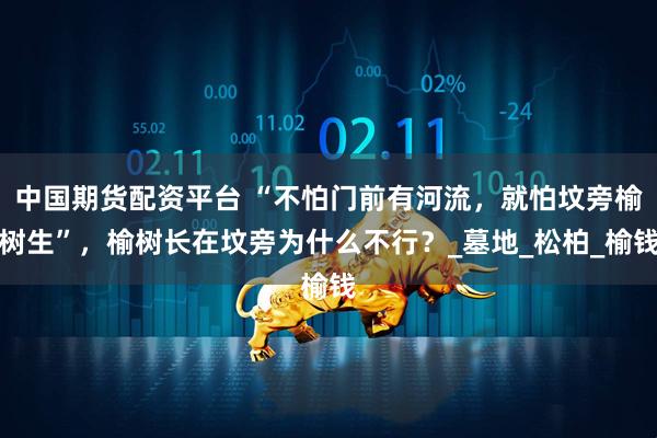 中国期货配资平台 “不怕门前有河流,就怕坟旁榆树生”,榆树长在坟旁为什么不行?_墓地_松柏_榆钱